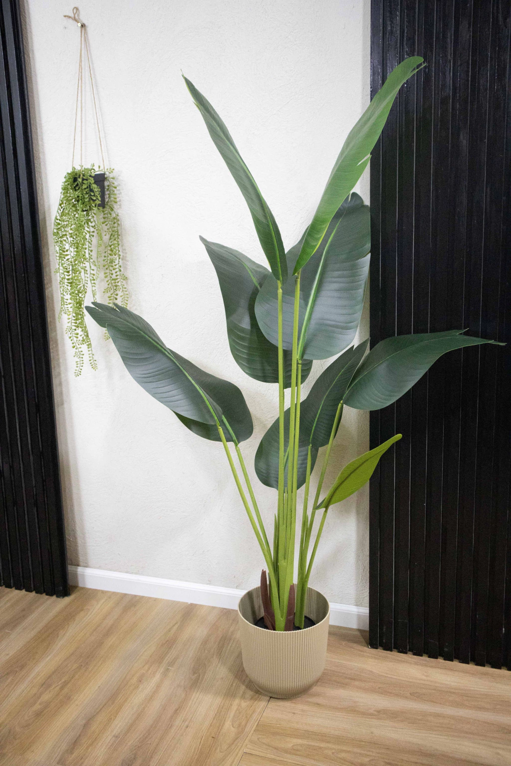 Palmera