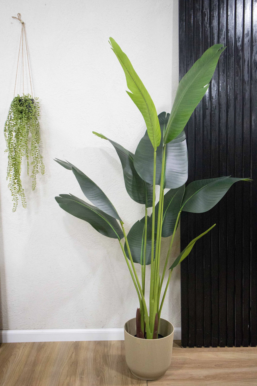 Palmera