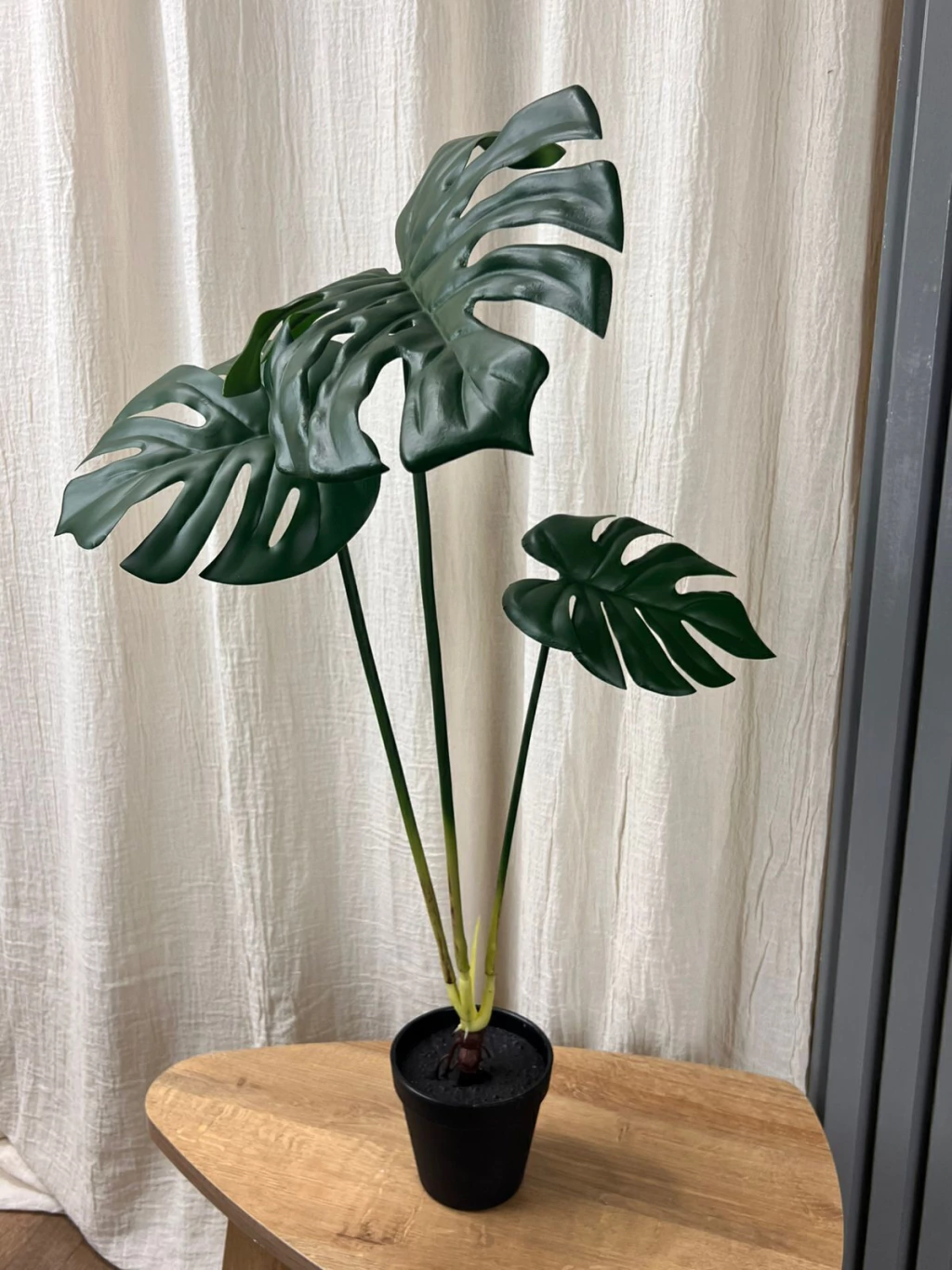 Monstera