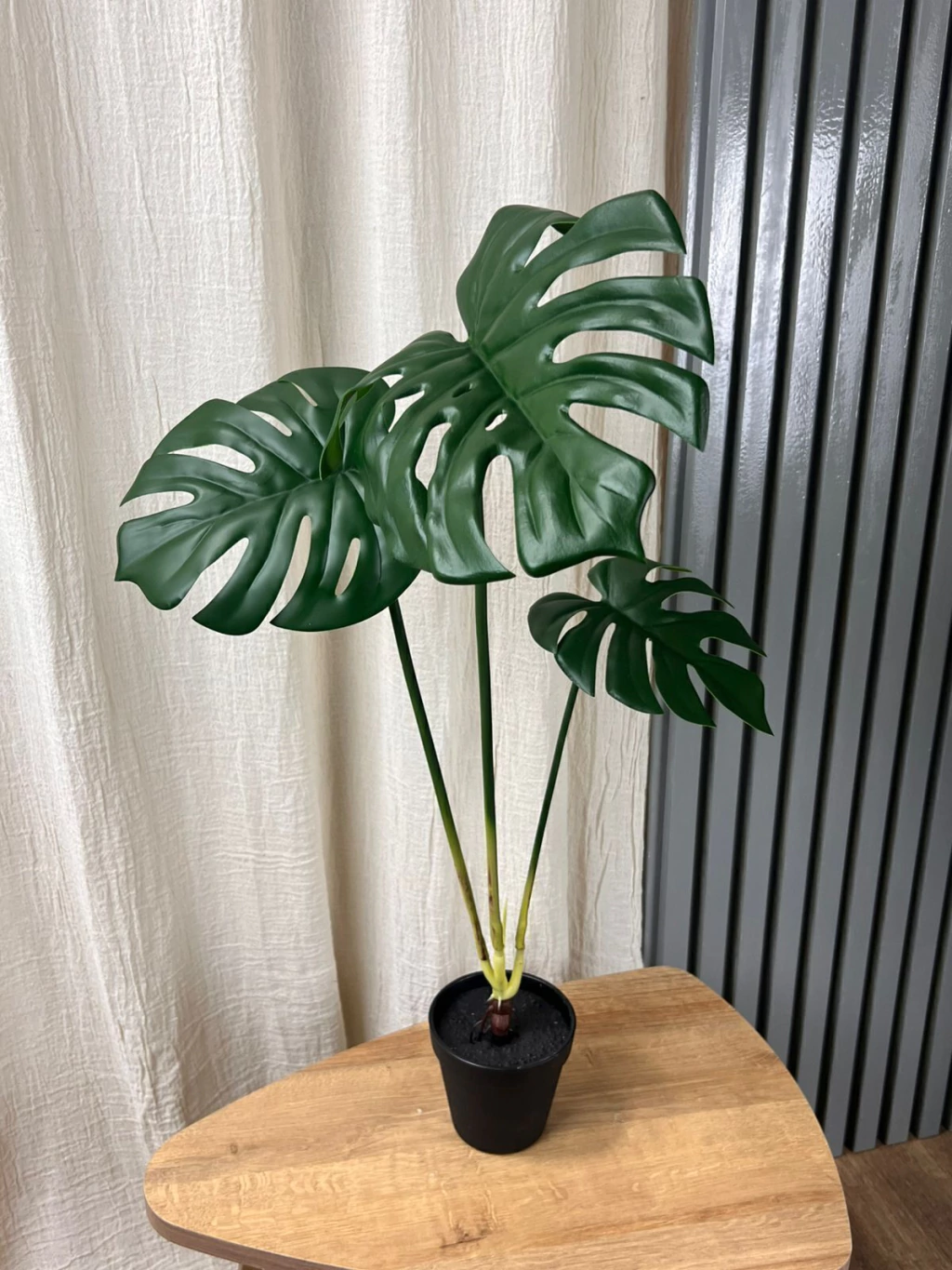 Monstera