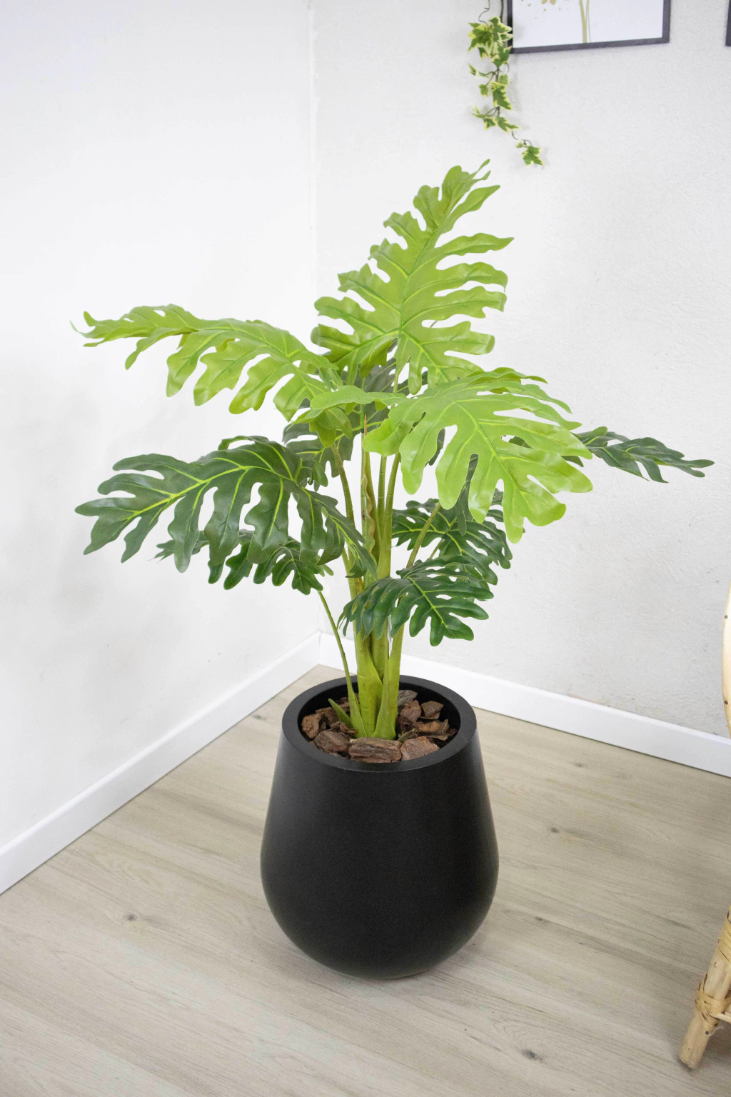 Pilea